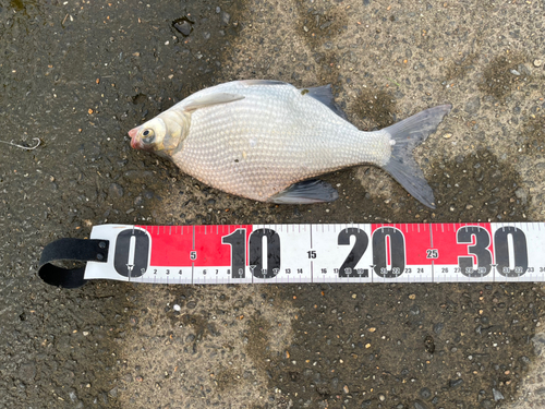 ダントウボウの釣果