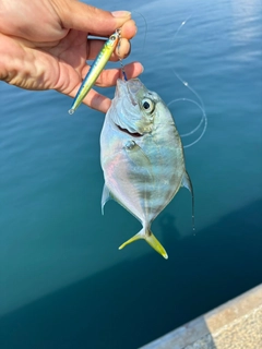 イトヒキアジの釣果