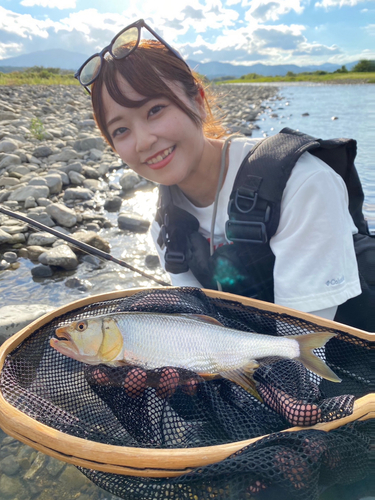 ハスの釣果