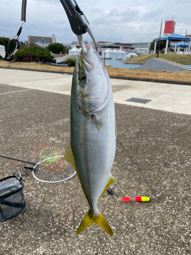 イナダの釣果