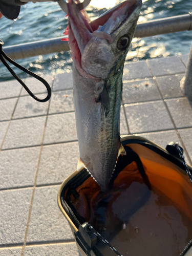 サゴシの釣果