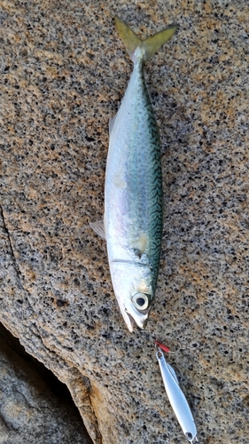 サバの釣果