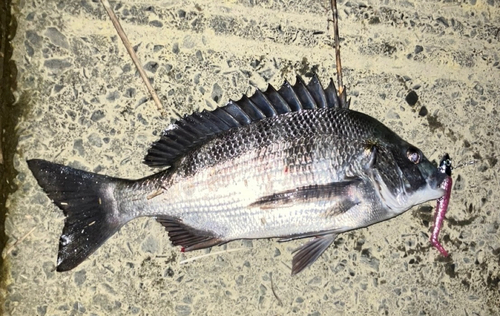 チヌの釣果