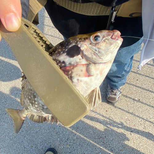 アイゴの釣果