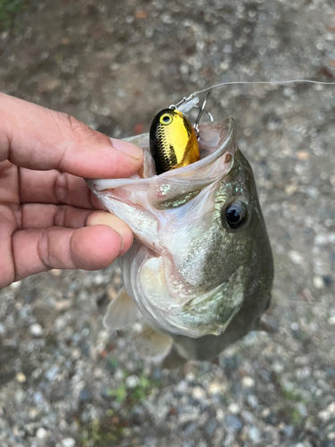 ラージマウスバスの釣果