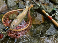 イワナの釣果