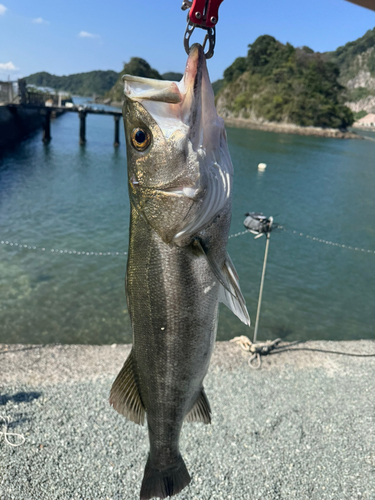 スズキの釣果