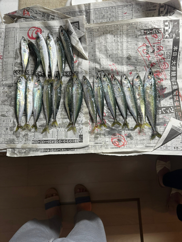 サバの釣果