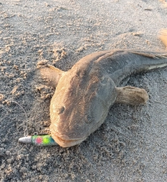 マゴチの釣果