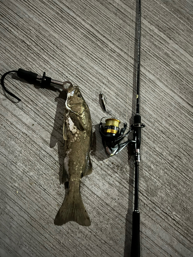 シーバスの釣果