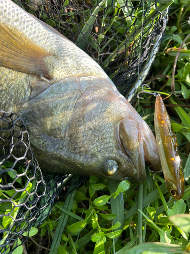 ブラックバスの釣果