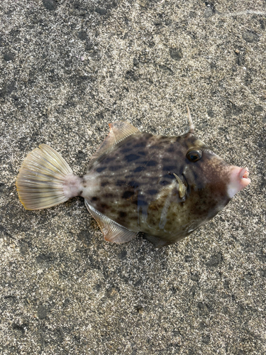 カワハギの釣果