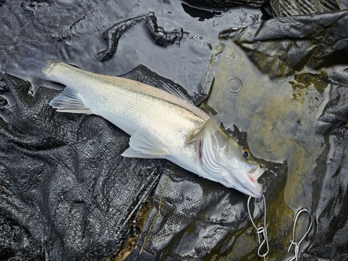 セイゴ（マルスズキ）の釣果