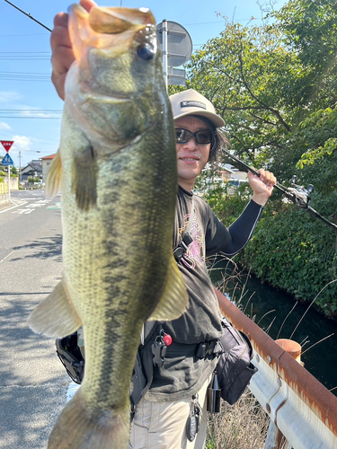 ブラックバスの釣果