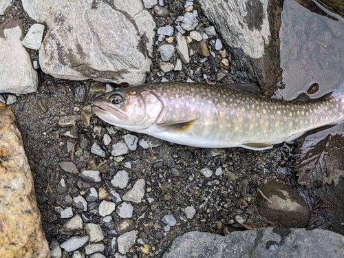 イワナの釣果