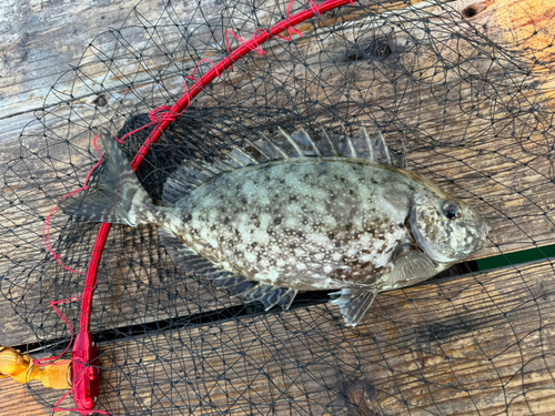 アイゴの釣果