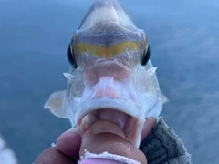 ヒトスジタマガシラの釣果