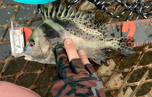 コショウダイの釣果