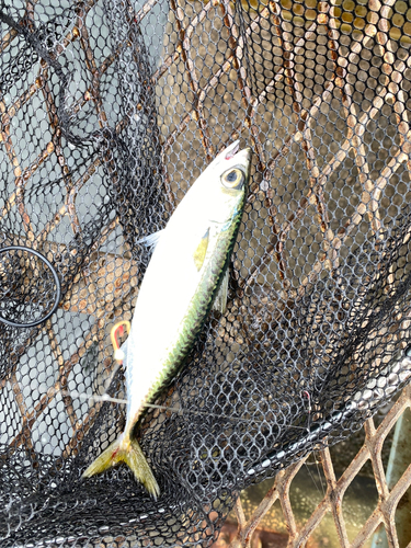 マサバの釣果