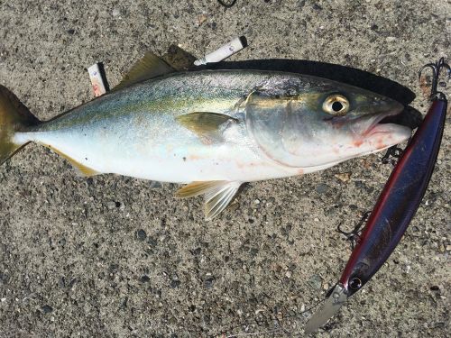 ツバスの釣果