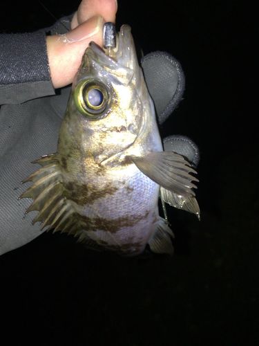 メバルの釣果