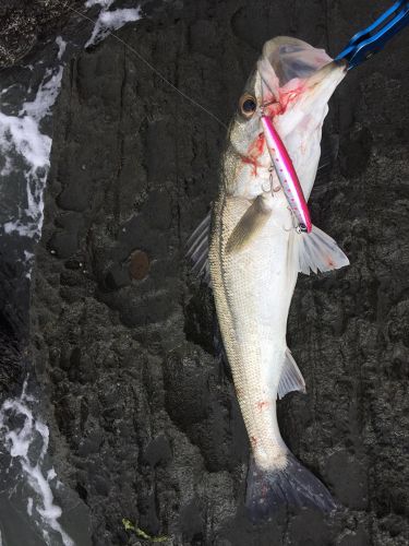 スズキの釣果