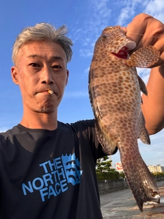 オオモンハタの釣果