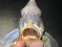 ヒレグロコロダイの釣果