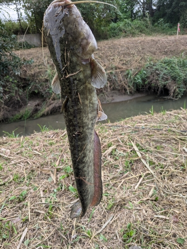 マナマズの釣果