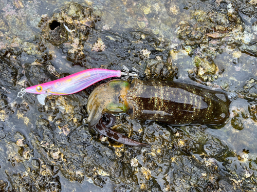 アオリイカの釣果