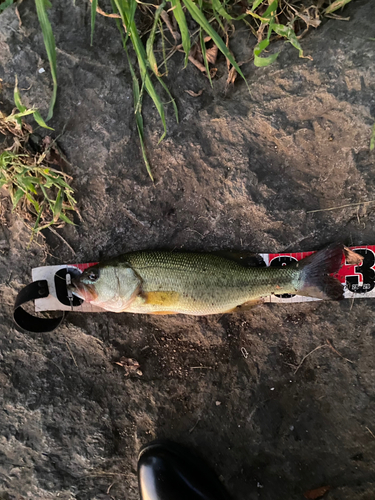 ブラックバスの釣果