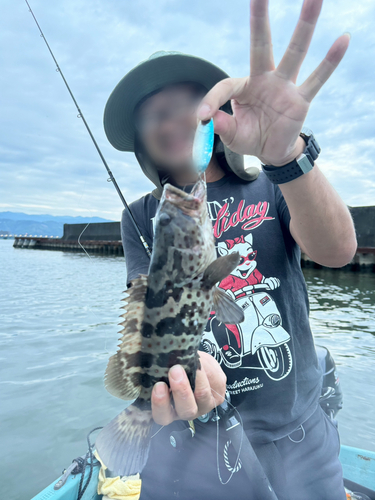 ハタの釣果