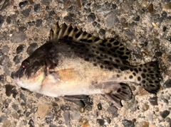 コショウダイの釣果