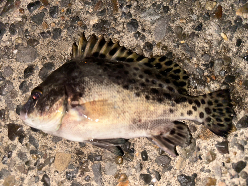 コショウダイの釣果