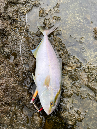 ショゴの釣果