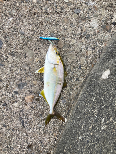 ショゴの釣果