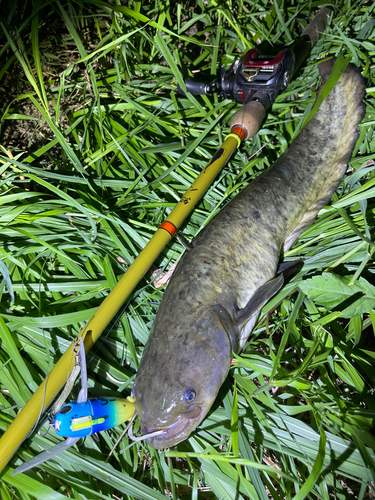 ナマズの釣果