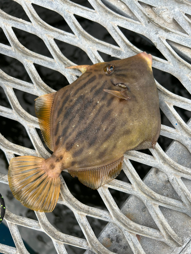 カワハギの釣果