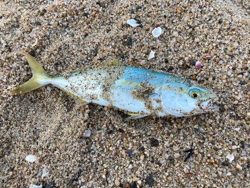 ツバスの釣果