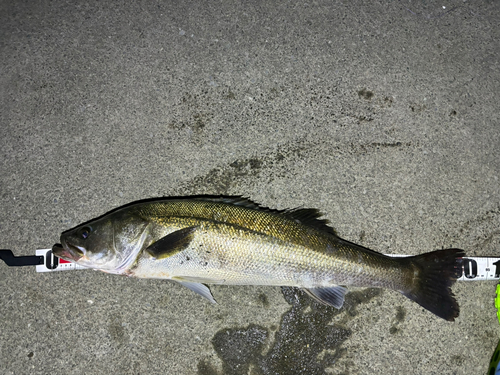 シーバスの釣果