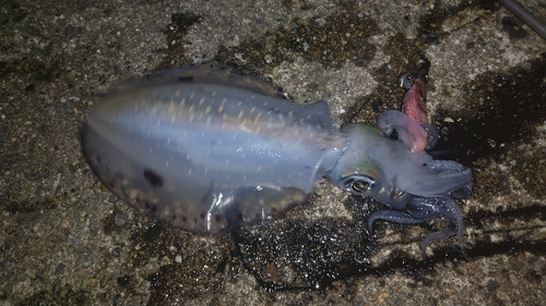 アオリイカの釣果