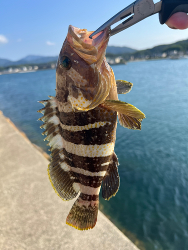 アオハタの釣果