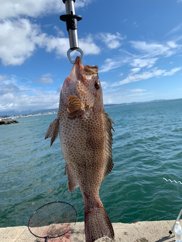 オオモンハタの釣果