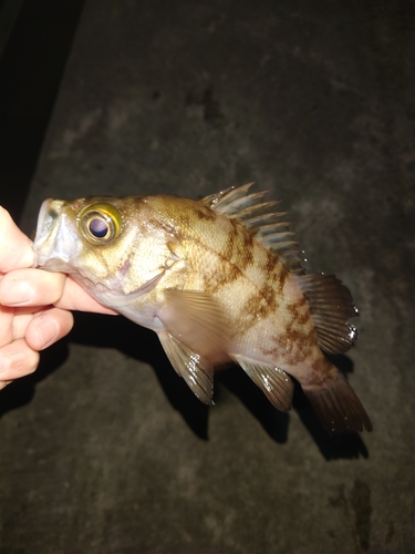 メバルの釣果