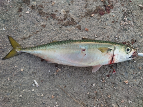 サバの釣果