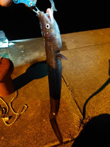 アナゴの釣果