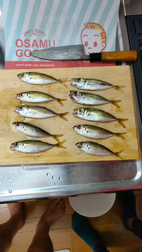 アジの釣果