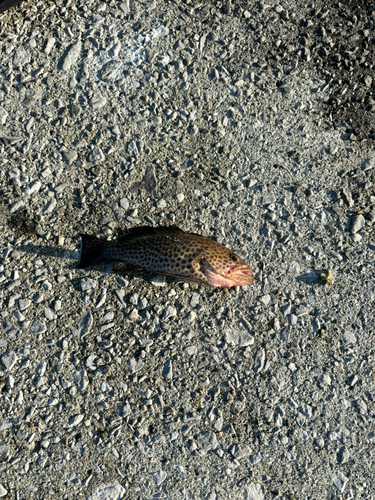 オオモンハタの釣果