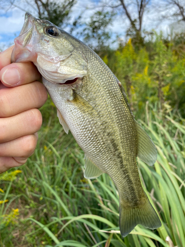 ラージマウスバスの釣果