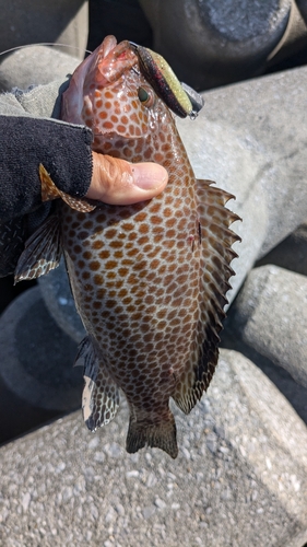 オオモンハタの釣果